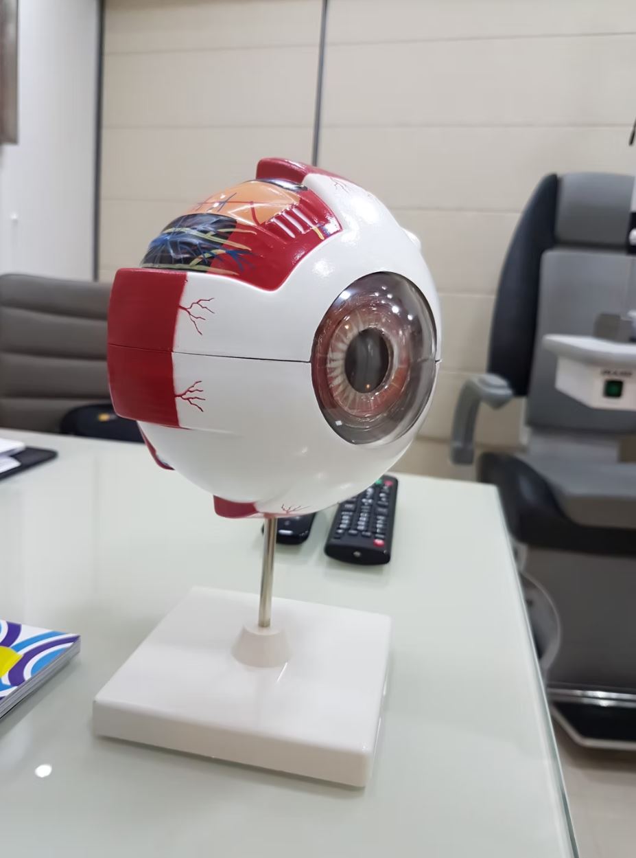 Foto de globo ocular didático